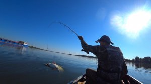 СОМЯРА СХВАТИЛ, CУДАК СЕЛЁДКУ УТАЩИЛ. Ловля сома на квок. Рыбалка на судака сплавом по Волге.