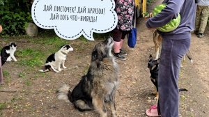 Псу Кубику опять внезапное счастье привалило, а я повела гостей за "поганками" в лес. Все довольны!