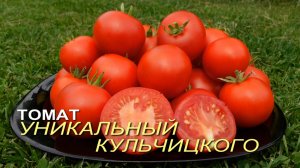 Томат УНИКАЛЬНЫЙ КУЛЬЧИЦКОГО. Обзор сортов ТОМАТОВ!