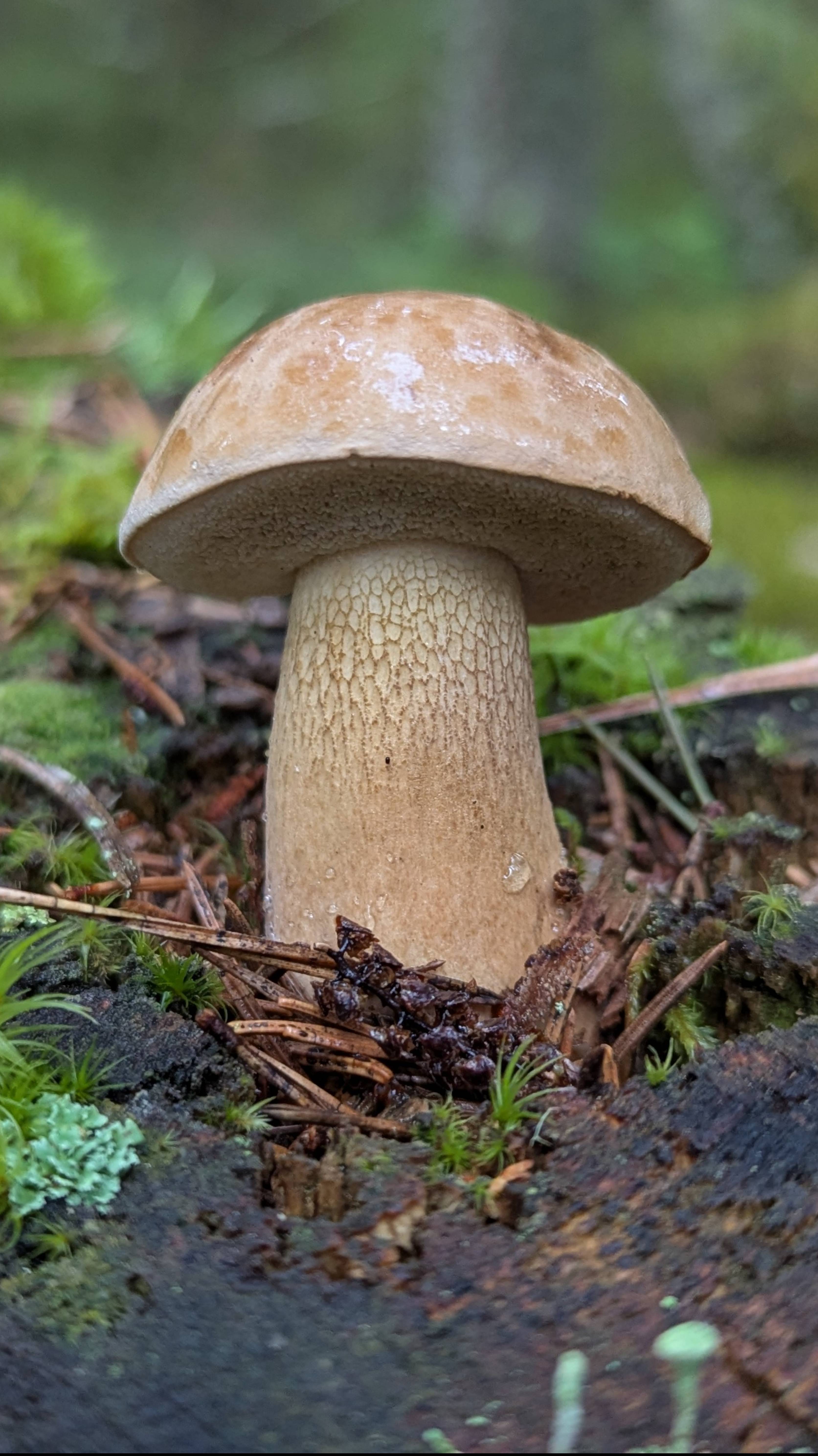 Грибной сезон