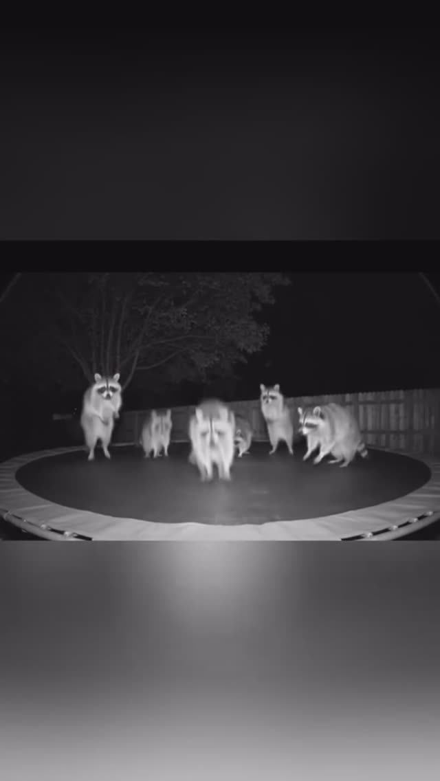 Смешные животное) Видео для поднятия настроения всем) смотреть онлайн