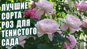 РОЗЫ. КАКИЕ РОЗЫ МОЖНО ПОСАДИТЬ В ТЕНИ? ЛУЧШИЕ СОРТА РОЗ ДЛЯ ТЕНИСТОГО САДА. ОБЗОР СОРТОВ РОЗ.