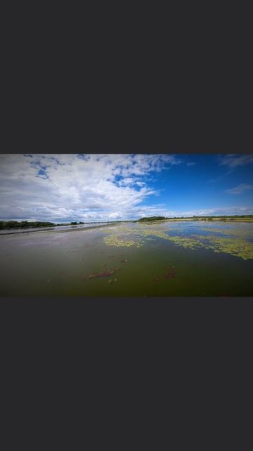 Кувшинки на реке