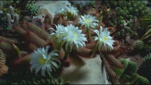 Царство Растений , 2 серия из 3.  Раскрывая Секреты   Solving the Secrets