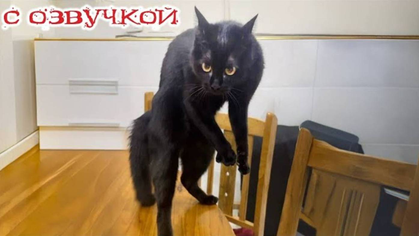 ПРИКОЛЫ С КОТАМИ! Смешные ЖИВОТНЫЕ с озвучкой! Смешные коты!