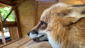 Лиса-Алиса. Лиса начала хулиганить в 5 утра