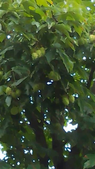 Грецкий орех в естественной среде произрастания смотреть онлайн