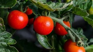 ЧЕРНАЯ ГНИЛЬ, ЭТО ВСЁ ИЗА ПОЛИВА.