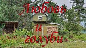 Любовь и голуби(1983 - 2020 года). Наш любимый фильм!))