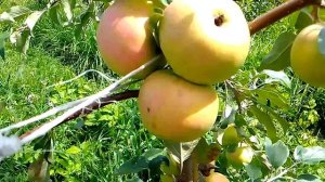 неизвестный сорт. так и не нашёл по описанию, подходящий