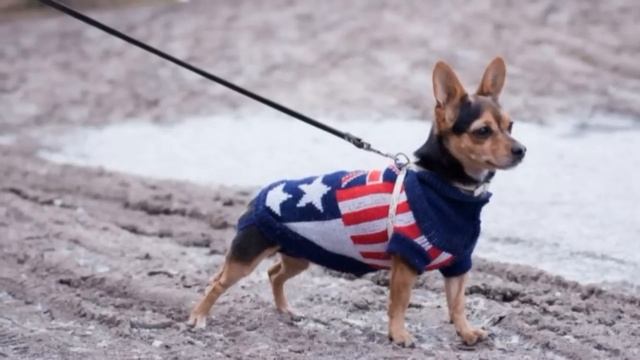 Растерянный той-терьер метался по улице подбегая к прохожим...