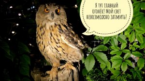 Сова Ёль с огоньками и УГУ. Почему Пёс Кубик не ходил в магазин за рыбой? Прогулка по саду с фонарём
