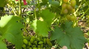 Виноград ДАНИЛО, Полтавский маникюр, Энрико Корузо, Рагнеда