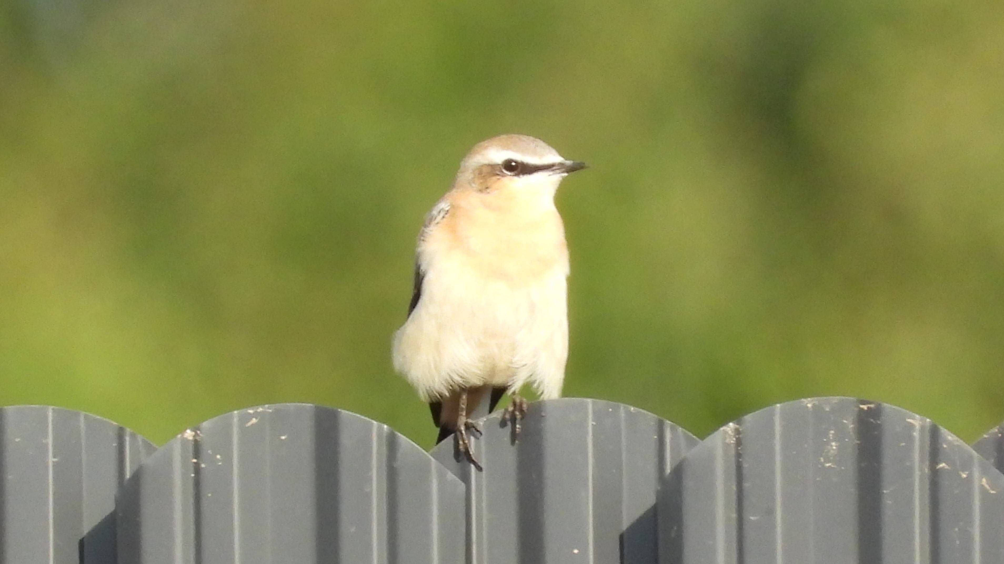 Каменка, наблюдение птиц в Новгородской области, Ушерско, 10 августа 2025 смотреть онлайн