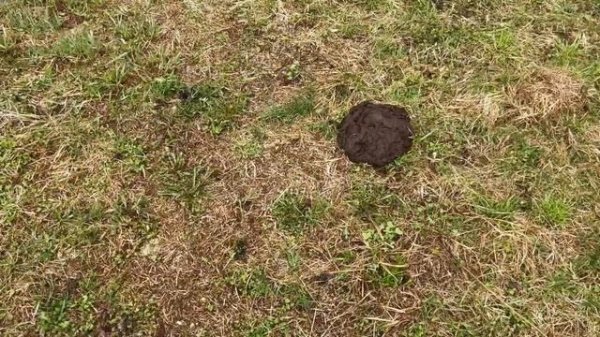 Часть 17. А будет ли драка?