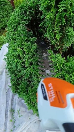 Корректирующая стрижка хвойных и лиственных растений.