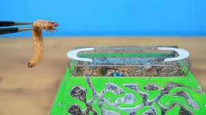 Битва огромного зофобаса с муравьями! Запрещенное видео!