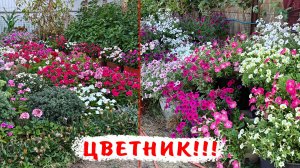 Клумба с легким уходом! Как сохранилась на 10 августа!