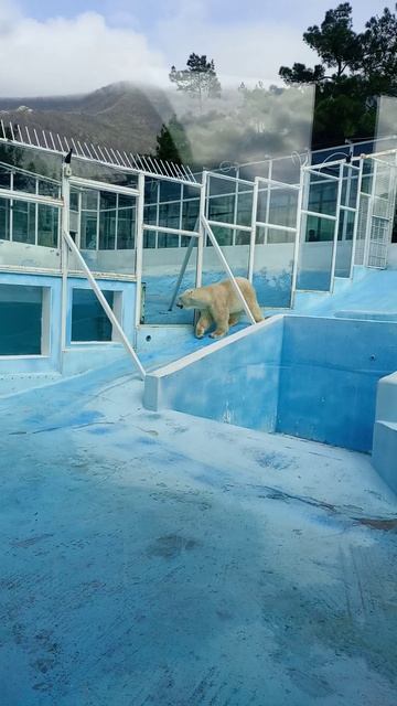 Белый медведь в Геленджике! смотреть онлайн