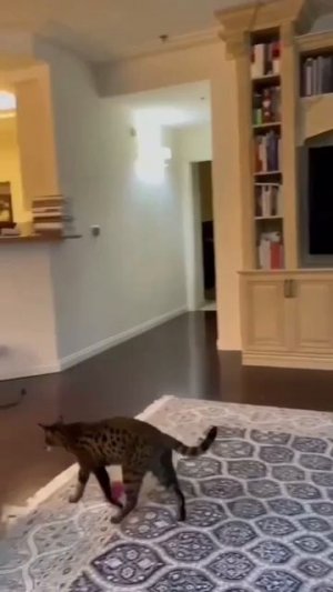 Гравитация. Не, не слышали.