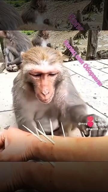 Друзья на весть