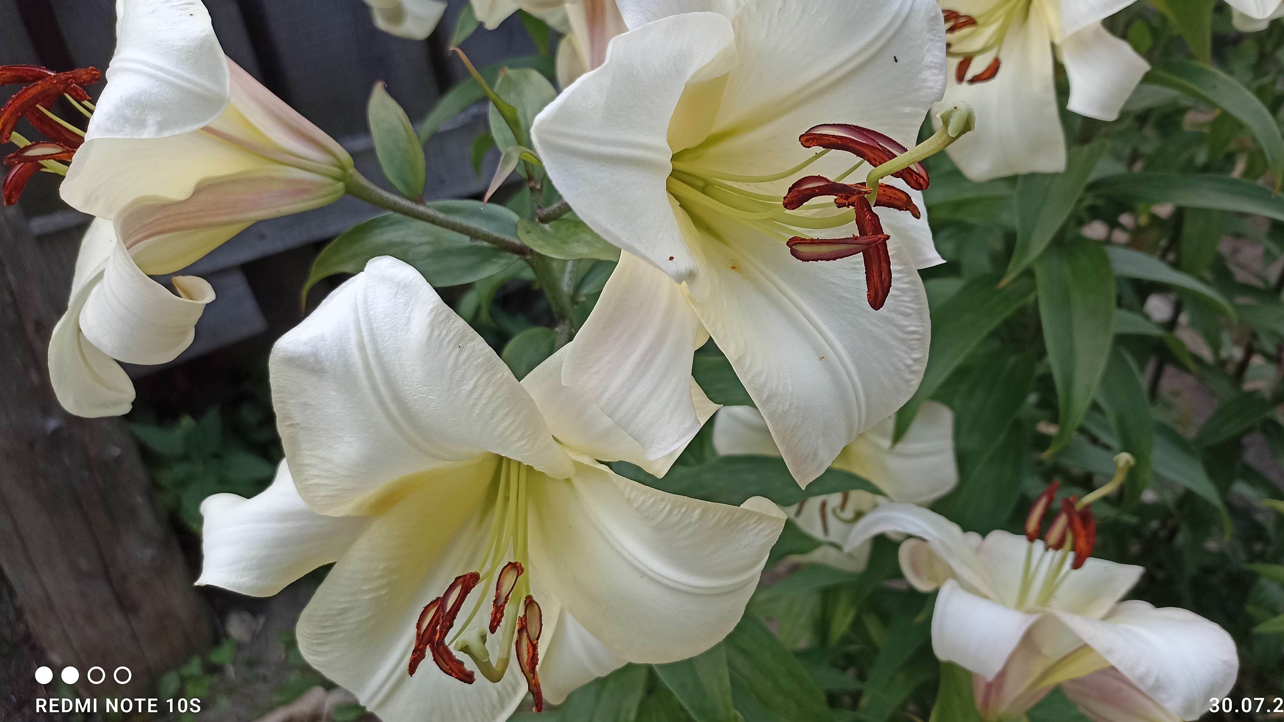 Цветут мои цветы под окном.