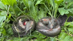 Рыбалка в июле! Окунь, Щука, Карась, Густера!