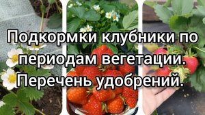 Подкормки клубники по периодам вегетации. Перечень удобрений.