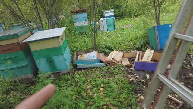 Медведь разорил пасеку