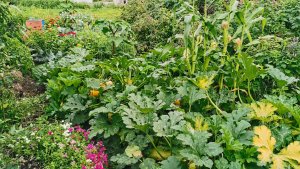 Огород где все растет на 8 августа спасаю урожай! Дожди заливают начинает гнить.