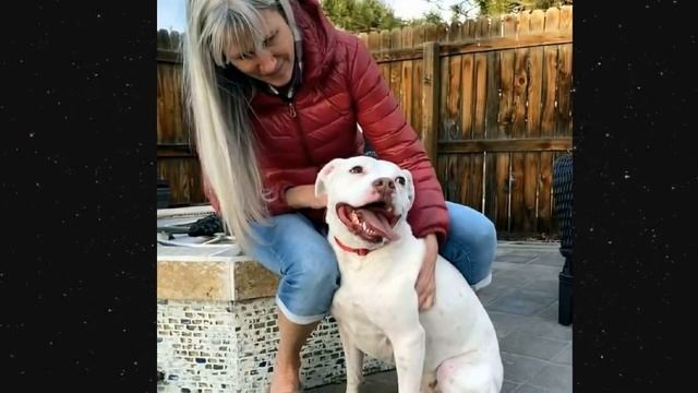 ДомовойТВ О животных и не только!