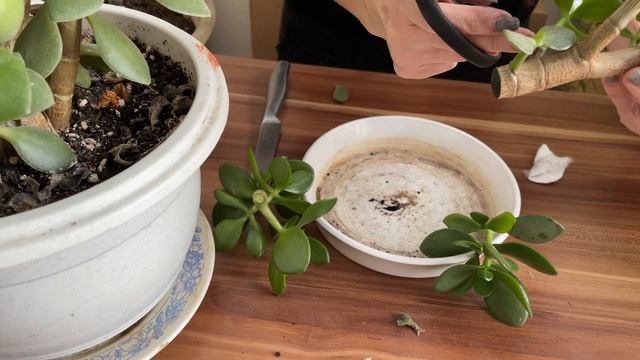 Идеальный бонсай. Техника 2