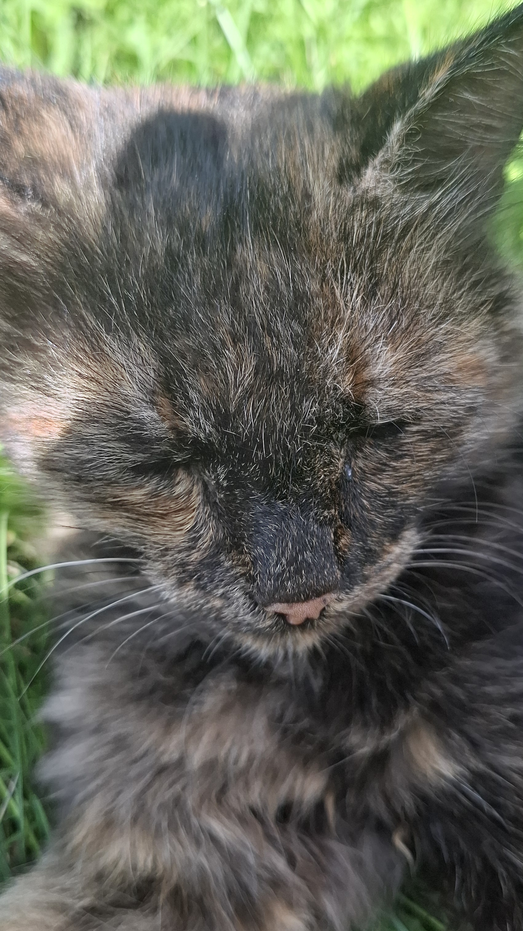 Смешные котики (наверно)