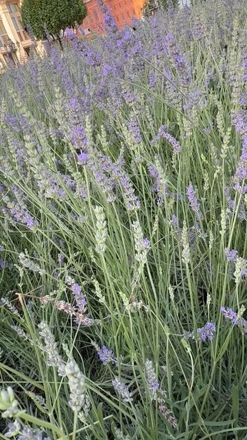 Лето в Москве 2025