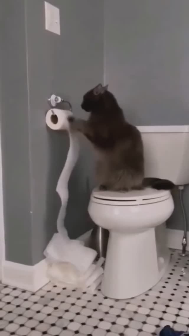 Смешные видео 🙂 смотреть онлайн