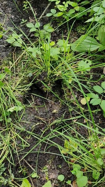 2025, лосей нам только не хватало...