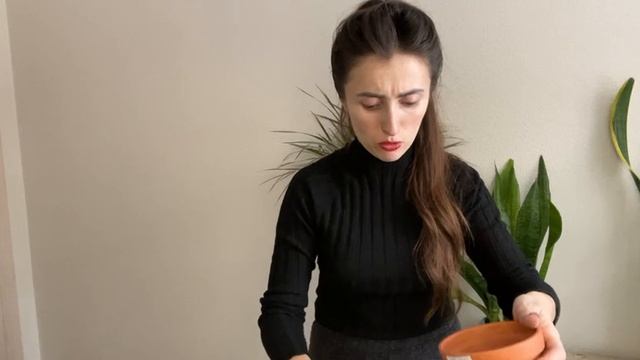 Укоренение больших и толстых черенков крассул