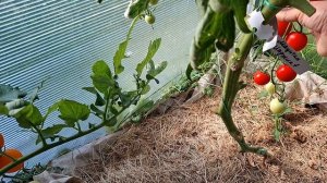 томаты в теплице,уличные..обрезаю,собираю