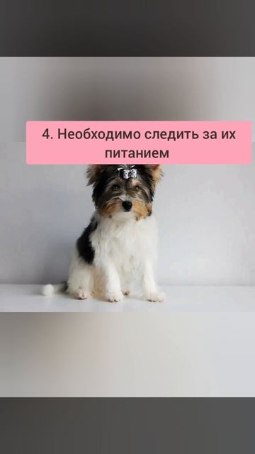 Такая порода собак: Йоркширский терьер