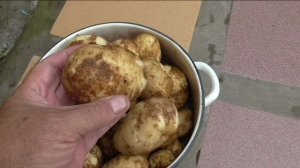 Первый картофель ТУЛЕЕВСКИЙ