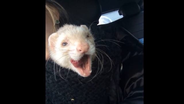 Хорёк облысел и вот как поступили его владельцы...