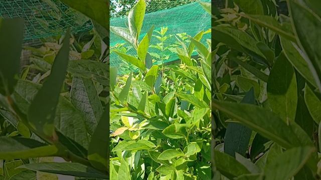 VID_20250808_130422 А у нас, а у нас -  голубика спеет и радует !