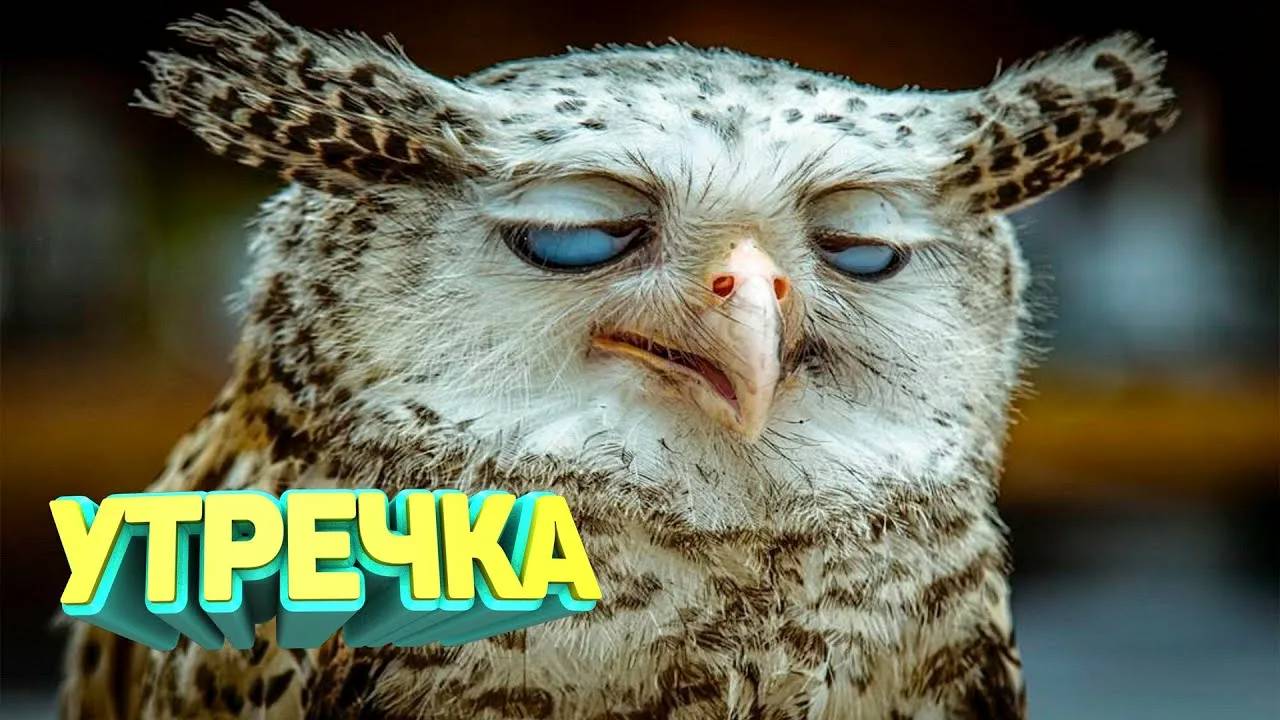 КРУТЫЕ ПРИКОЛЫ 2025 \ НОВЫЕ ПРИКОЛЫ \ СМЕШНЫЕ ПРИКОЛЫ 2025 смотреть онлайн