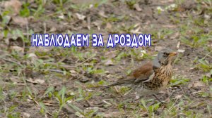 Дрозды. Наблюдаем за дроздом рябинником. Птицы России. Бёрдвотчинг.
