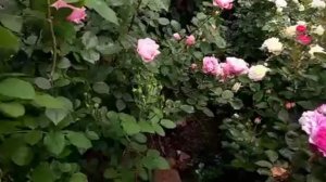 розы в саду