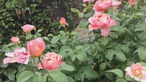 Нужно ли розам давать цвести в жару? Не могу без эксперементов🤣🤣🤣