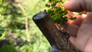 ВИНОГРАД НОВИНКИ - обзор прививок этого года. часть 2.