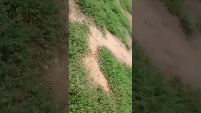 Стрим смотреть онлайн