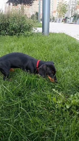 Такса 🐕 миниатюрная