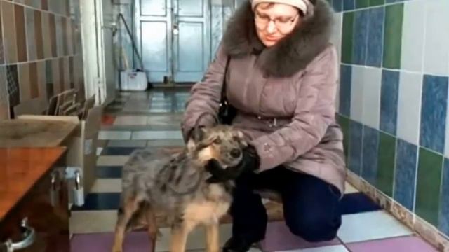 Трехдневный щенок остался без мамы и попал в отлов...